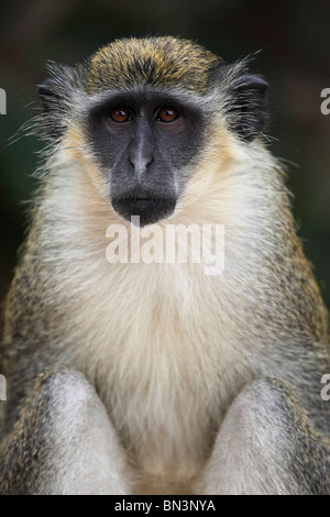 Singe vert, Gambie, Afrique de l'Ouest, l'Afrique Banque D'Images