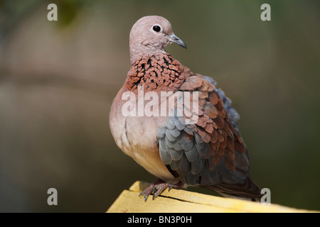 Laughing dove Streptopelia senegalensis,, Gambie, Afrique de l'Ouest, l'Afrique Banque D'Images