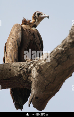 Hooded Vulture Necrosyrtes monachus, assis, sur une branche, en Gambie, en Afrique de l'Ouest, l'Afrique Banque D'Images