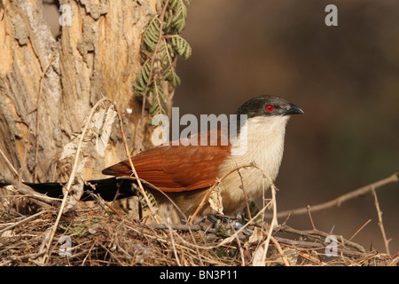 Le Sénégal, Centropus senegalensis, assis sur un arbre, en Gambie, en Afrique de l'Ouest, l'Afrique Banque D'Images