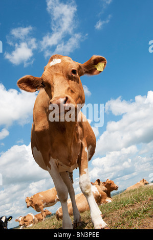 Les vaches Guernesey contre blue cloudy sky Banque D'Images