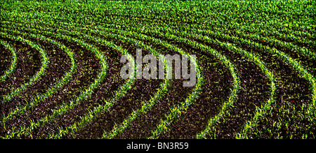 Crop growing in field Banque D'Images