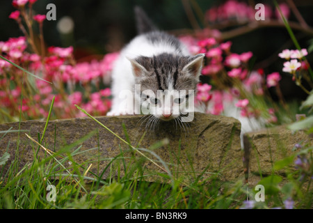 Chat domestique, chat de maison, European Shorthair (Felis silvestris catus) f., 4 semaines chaton grimpant sur pierre à la frontière f Banque D'Images