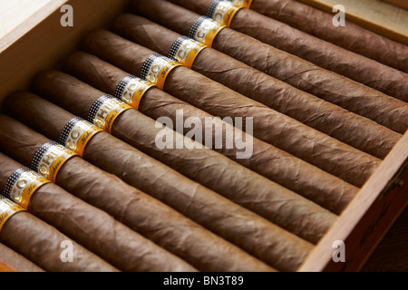 Une boîte de cigares cubains Cohiba. Banque D'Images