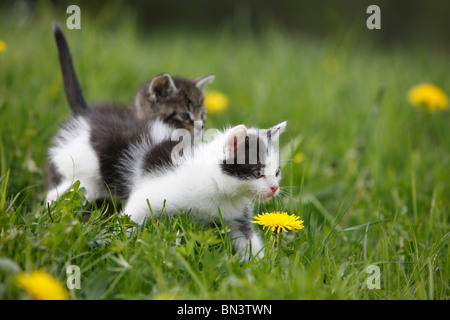 Chat domestique, chat de maison, European Shorthair (Felis silvestris catus) f., deux 5 semaines chaton dans un pissenlit prairie, Allemagne Banque D'Images