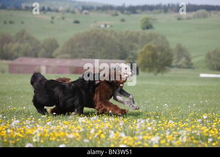 Terre-neuve (Canis lupus f. familiaris), Irish Wolfhound romping dans un pré Banque D'Images