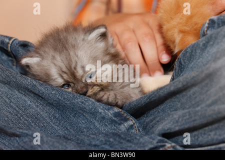 Chat domestique, chat de maison, le Persan (Felis silvestris catus) f., garçon avec 4 semaines chatons sur ses genoux, Allemagne Banque D'Images
