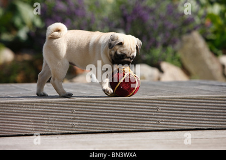 Le PUG (Canis lupus f. familiaris), jouer avec une balle dragonnet Banque D'Images