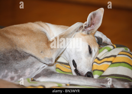 9 ans dormir avec un Greyhound paw derrière la tête Banque D'Images
