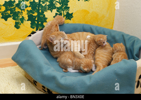 Chat domestique, chat de maison, European Shorthair (Felis silvestris catus). f, mère avec 19 jours chaton dans un panier de chat, Allemagne Banque D'Images