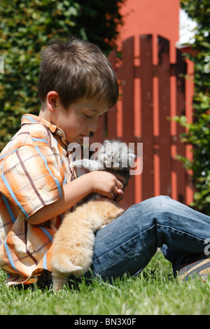 Chat domestique, chat de maison, le Persan (Felis silvestris catus), f. garçon assis sur une pelouse avec deux 4 semaines chatons sur les genoux Banque D'Images