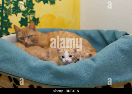 Chat domestique, chat de maison, European Shorthair (Felis silvestris catus). f, mère avec 19 jours chaton dans un panier de chat, Allemagne Banque D'Images