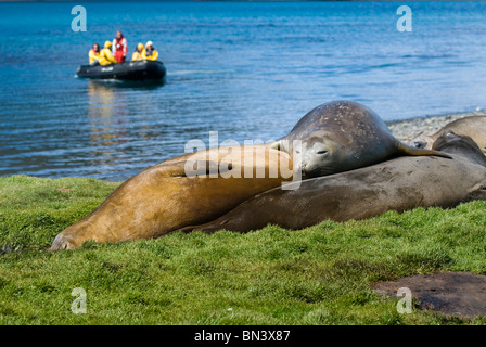 L'Éléphant de couchage, Mirounga leonina, touristes sur le bateau en arrière-plan, la Géorgie du Sud Banque D'Images