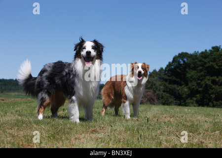 Berger Australien (Canis lupus f. familiaris), mâle et femelle dans un pré, Allemagne Banque D'Images