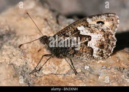 Papillon de l'ombre de semele thyone Clotilde ssp. Pris sur le Great Orme, Llandudno, au Pays de Galles Banque D'Images