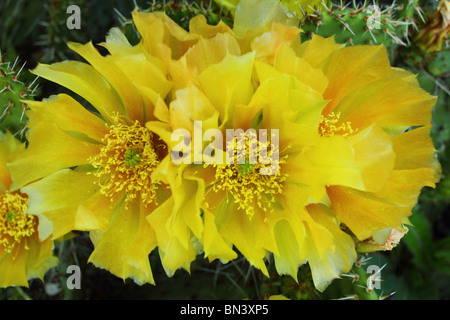 Fleurs de cactus opuntia jaune close up Banque D'Images