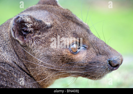 Fossa (head shot) Banque D'Images