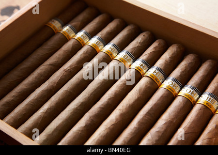 Une boîte de cigares cubains Cohiba. Banque D'Images