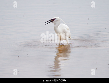 L'Aigrette garzette patauger dans le lac sur le point d'avaler le poisson Banque D'Images