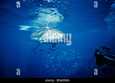 Diver photographing Grand requin blanc (Carcharodon carcharias) avec du poisson pilote symbiotique (Naucrates ductor) Banque D'Images