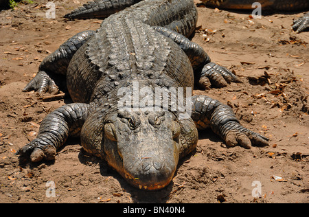 American Alligator mississippiensis (alligators) habite le sud-est des États-Unis. Banque D'Images