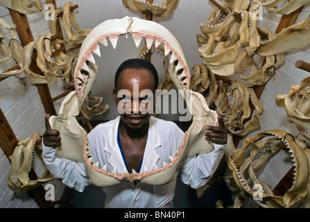 Curator holding dents de 6 mètres de grand requin blanc (Carcharodon carcharias) pour la comparaison de taille Banque D'Images
