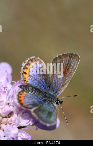 Silver cloutés femme bleu Plebejus argus pris sur le Great Orme, Llandudno, au Pays de Galles Banque D'Images