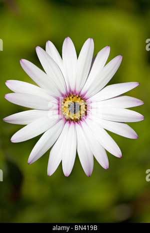 Seul Osteospermum blanc fleur avec pétales teinté de lilas Banque D'Images