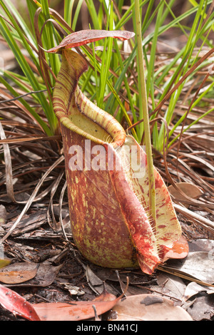 Sarracénie, Nepenthes rafflesiana lanceur inférieur, Banque D'Images