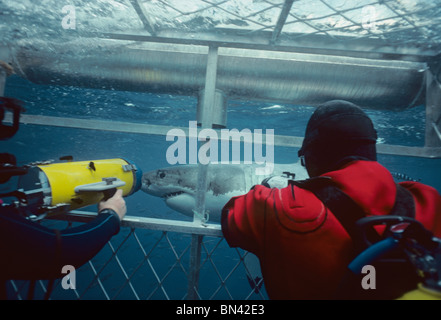 Divers tournage Grand requin blanc (Carcharodon carcharias) à partir de la cage de protection, dangereux de corail, Australie du Sud Banque D'Images
