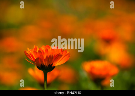 Calendula officinalis, tagètes, pot en fleur Banque D'Images