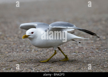 Goéland ; Larus canus ; Banque D'Images