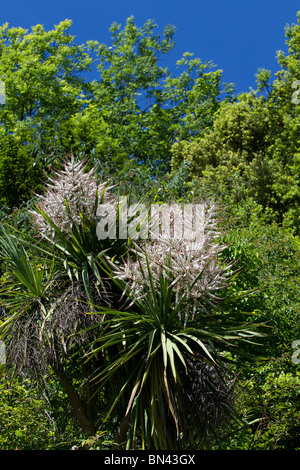 Cordyline australis en fleurs en été dans la région de Sussex, UK Banque D'Images