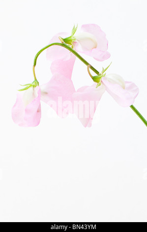 Pois 'Geranium Pink', Lathyrus odoratus Banque D'Images