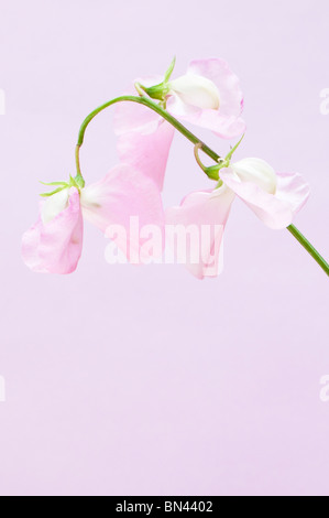 Pois 'Geranium Pink', Lathyrus odoratus Banque D'Images