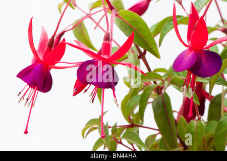 Fuchsia 'Brutus' en fleurs Banque D'Images