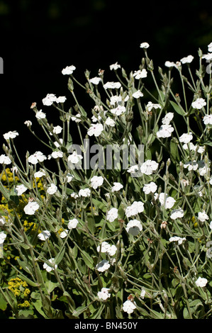 Lychnis coronaria 'Alba', White Rose Campion, en fleurs Banque D'Images