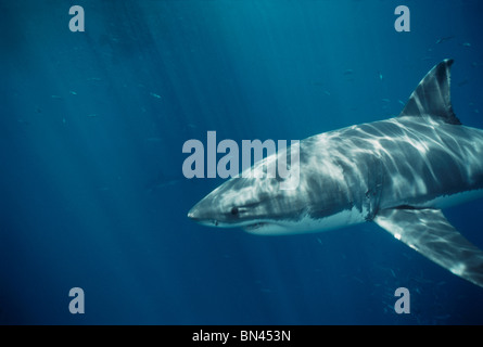 Grand requin blanc (Carcharodon carcharias), dangereux Reef, dans le sud de l'Australie - Grande Baie australienne. Banque D'Images