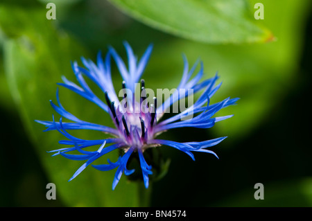 Centaurea montana, bleuet Vivace, en fleurs Banque D'Images