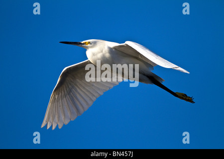 Aigrette garzette, grande aigrette en vol Banque D'Images