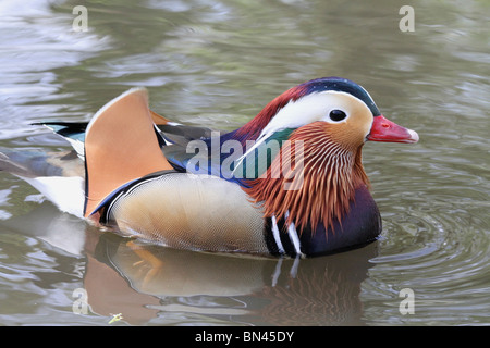 Close up Vue de côté d'un mâle de couleur Canard mandarin (Aix galericulata) dans un étang à Richmond Park, Angleterre Banque D'Images