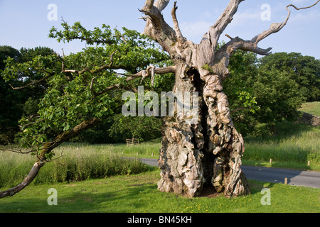 Le Laund Oak, entre Bardon Towers et Storiths, a 800 ans.Cependant, il a été soufflé dans les gales de 2016.Près de l'abbaye de Bolton, dans le Nth Yorkshire. Banque D'Images