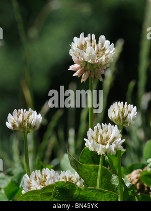 - Fleurs de Trèfle blanc Trifolium repens Banque D'Images