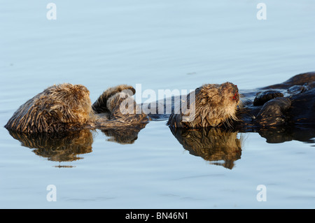 Stock photo d'un couple de loutres de mer de Californie, flottant sur le dos. Le nez de la femelle est sanglant. Banque D'Images