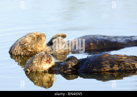 Stock photo d'un couple de loutres de mer de Californie, flottant sur le dos. Le nez de la femelle est sanglant. Banque D'Images