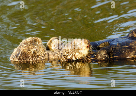 Stock photo d'un couple de loutres de mer de Californie, flottant sur le dos. Le nez de la femelle est sanglant. Banque D'Images