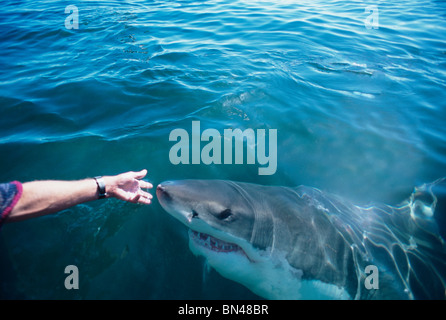 'Chatouillant jusqu' Grand requin blanc (Carcharodon carcharias) - technique utilisée par pour ouvrir la bouche du requin Banque D'Images