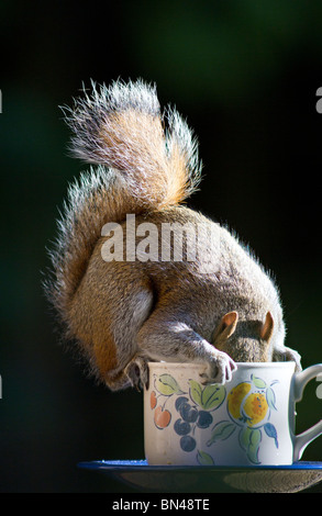 West Sussex, UK. Un seul écureuil gris a la tête vers le bas, à l'arachide tout en équilibre sur le bord d'un vieux verre recyclé comme une mangeoire pour oiseaux Banque D'Images