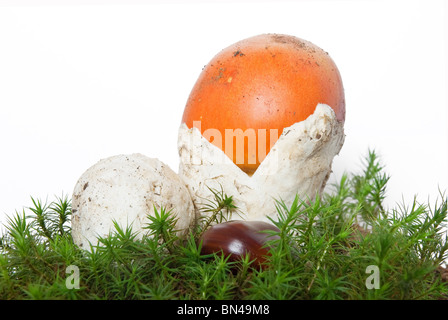 Deux belles jeunes Amanita caesarea musc sur champignon isolé sur fond blanc Banque D'Images