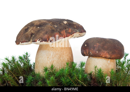 Deux boletus edulis sur musk isolé sur fond blanc Banque D'Images